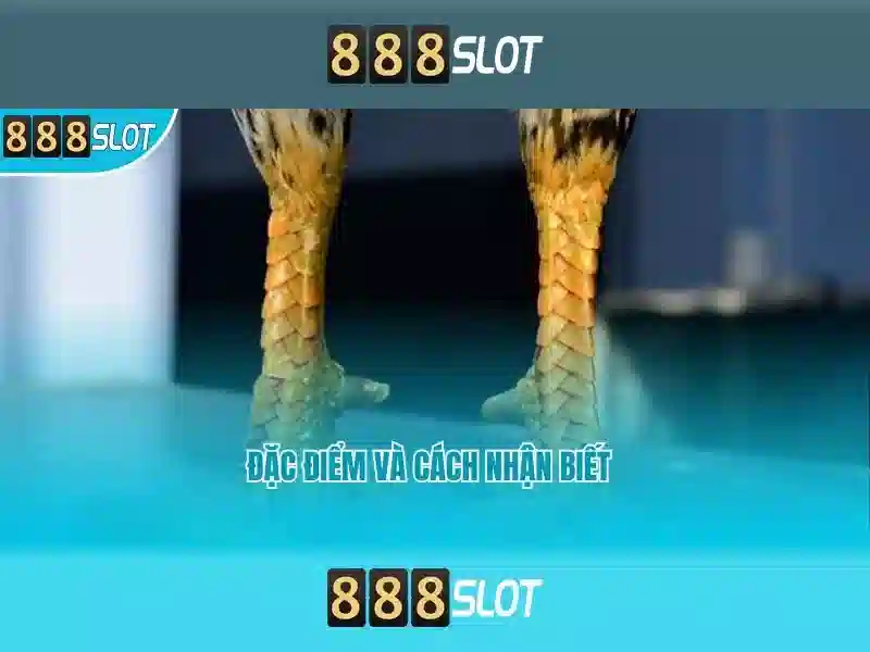 Ưu đãi 888SLOT